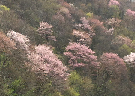 2016-04-25  戸赤の桜.jpg