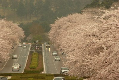 IMGP6822 桜.jpg